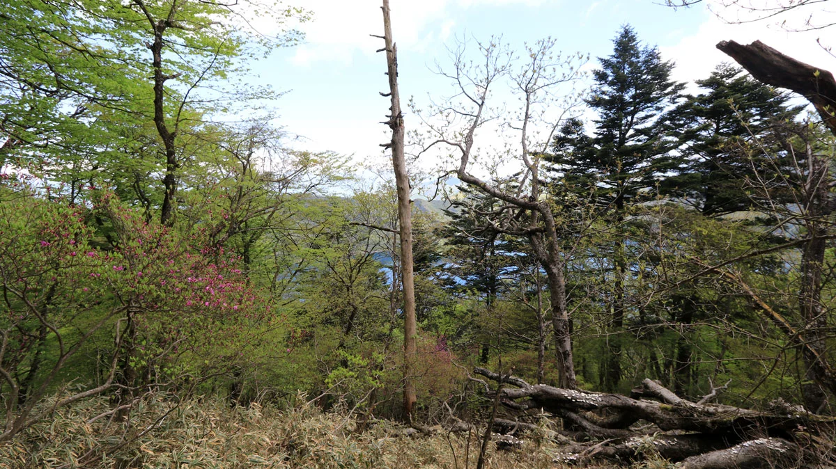 木々の隙間から見える本栖湖