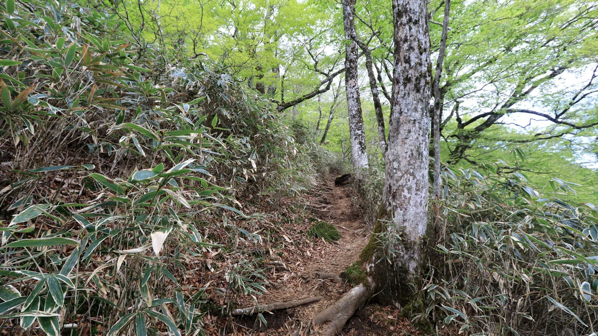 九十九折りの登山道