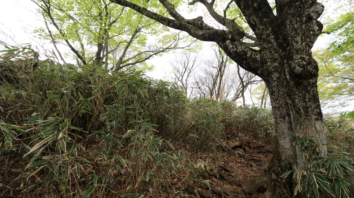 景色が開けそうな登山道
