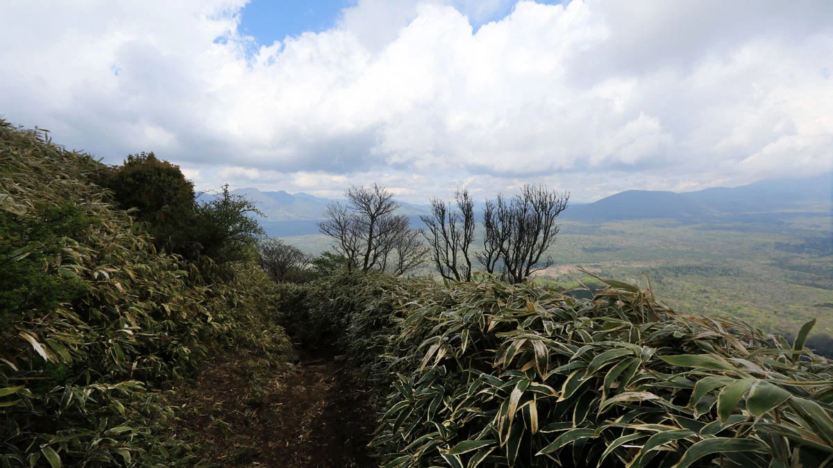 笹を切り開いたジグザグ道