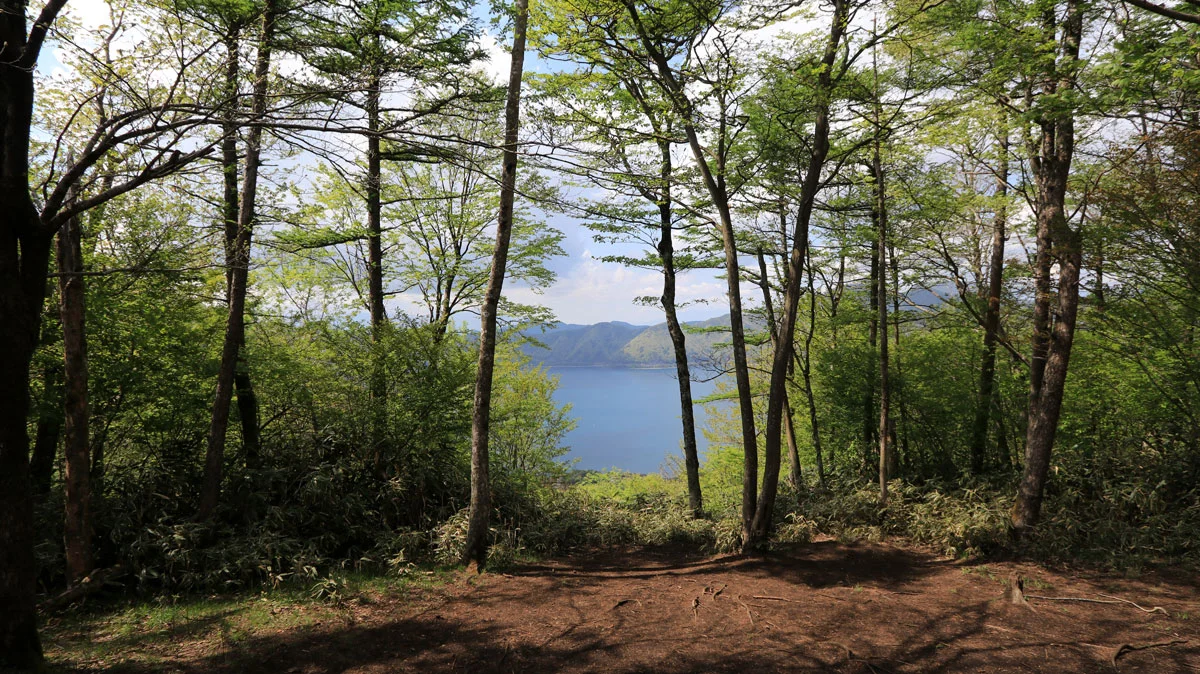 木の間から見える本栖湖