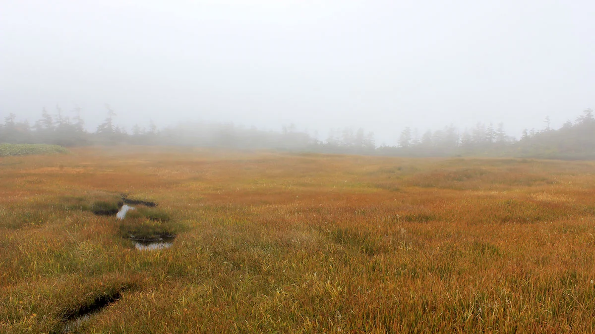 オヤマ沢田代の湿原