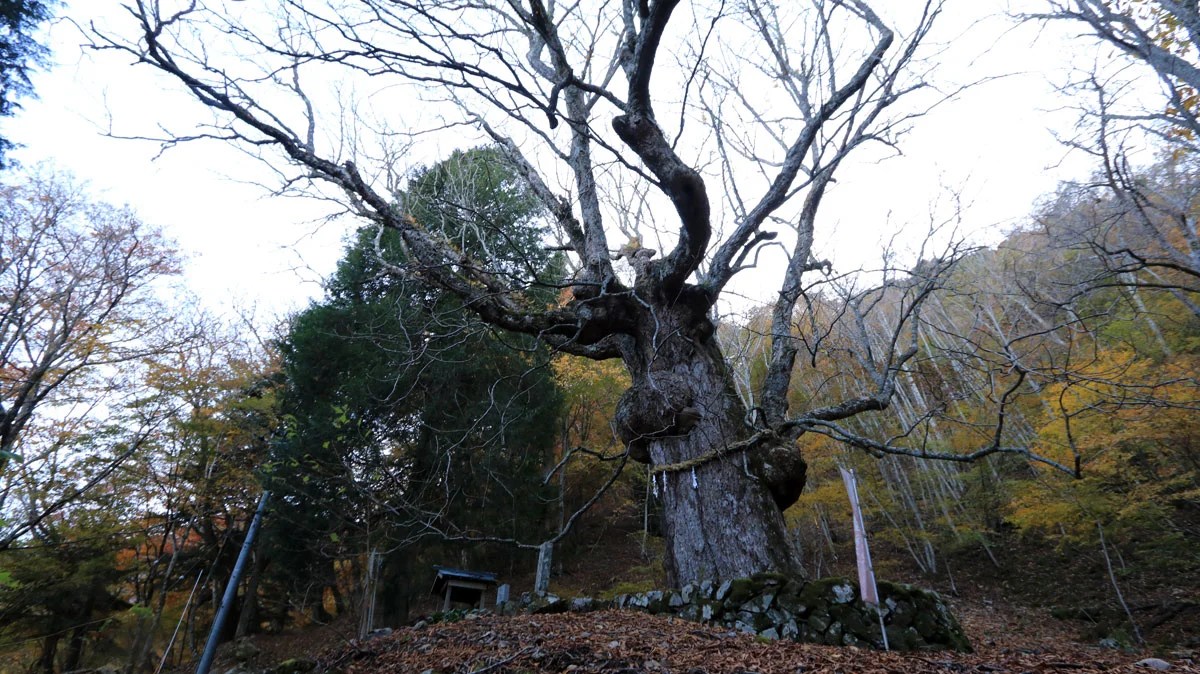 山梨県指定天然記念物の「大トチノキ」