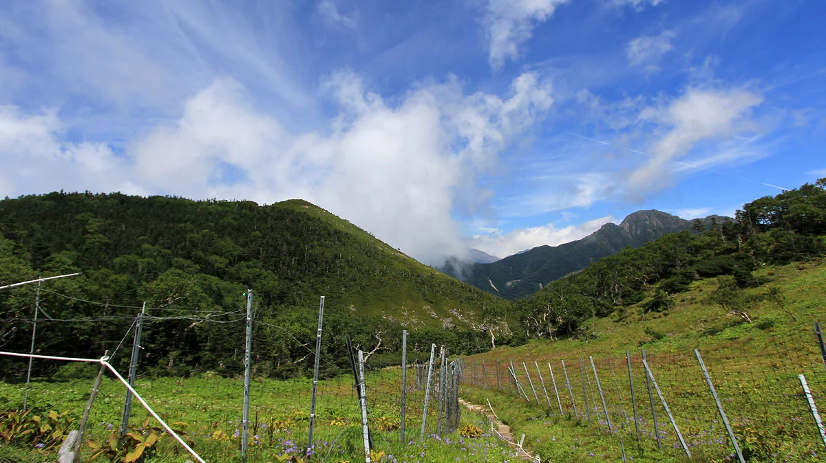 マツムシソウが咲き乱れるお花畑