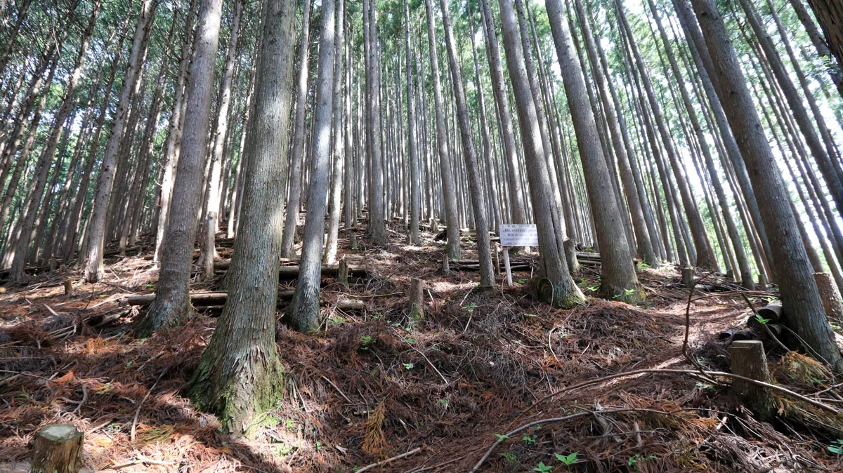 少し先に森林再生間伐事業の案内標識