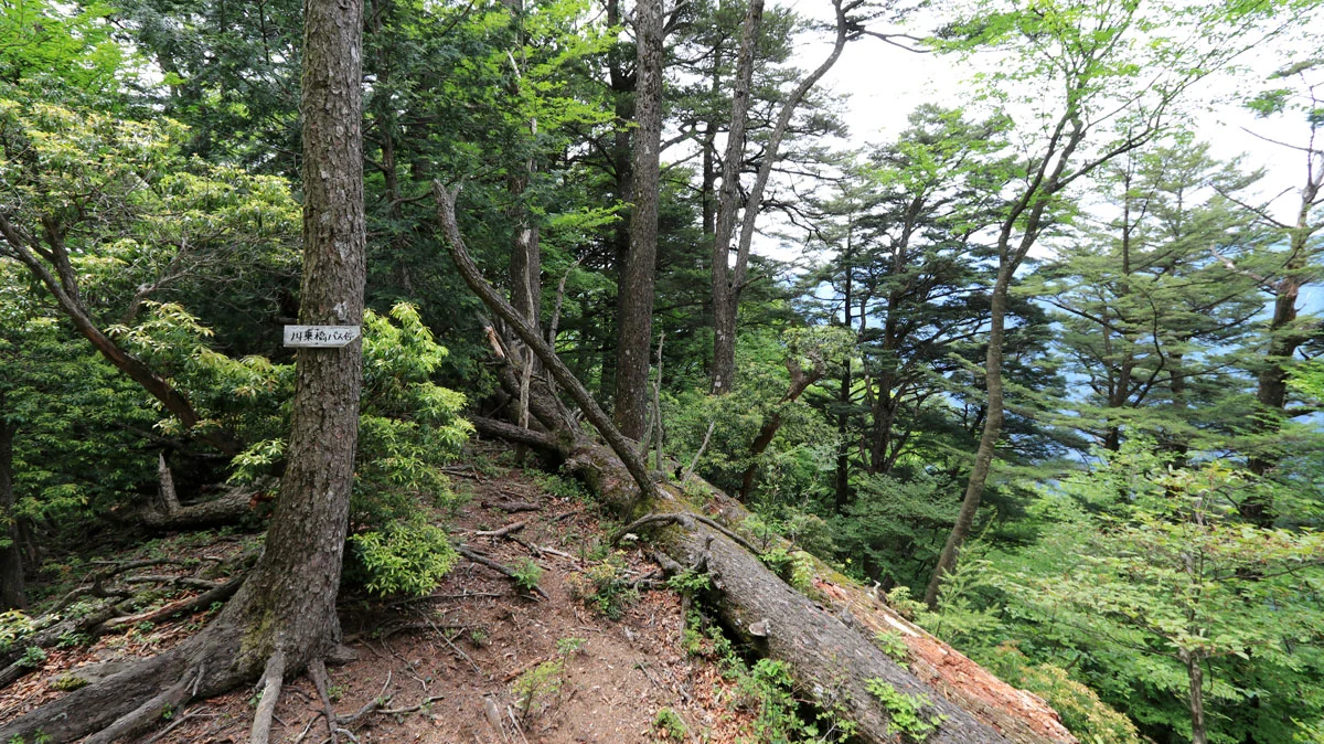 急登を登りきった無名ピーク