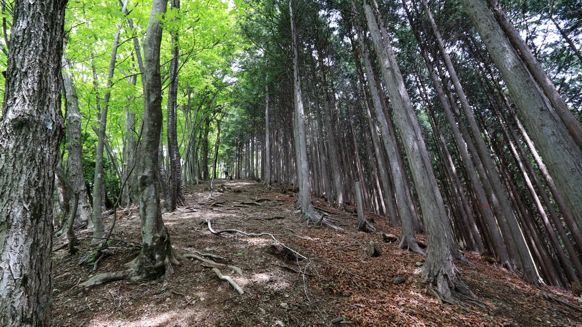 笙ノ岩山直前の上り道