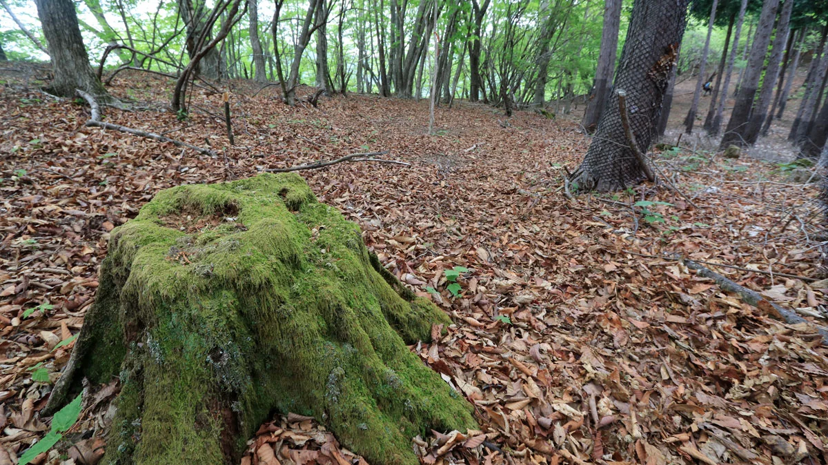 モコモコした切り株