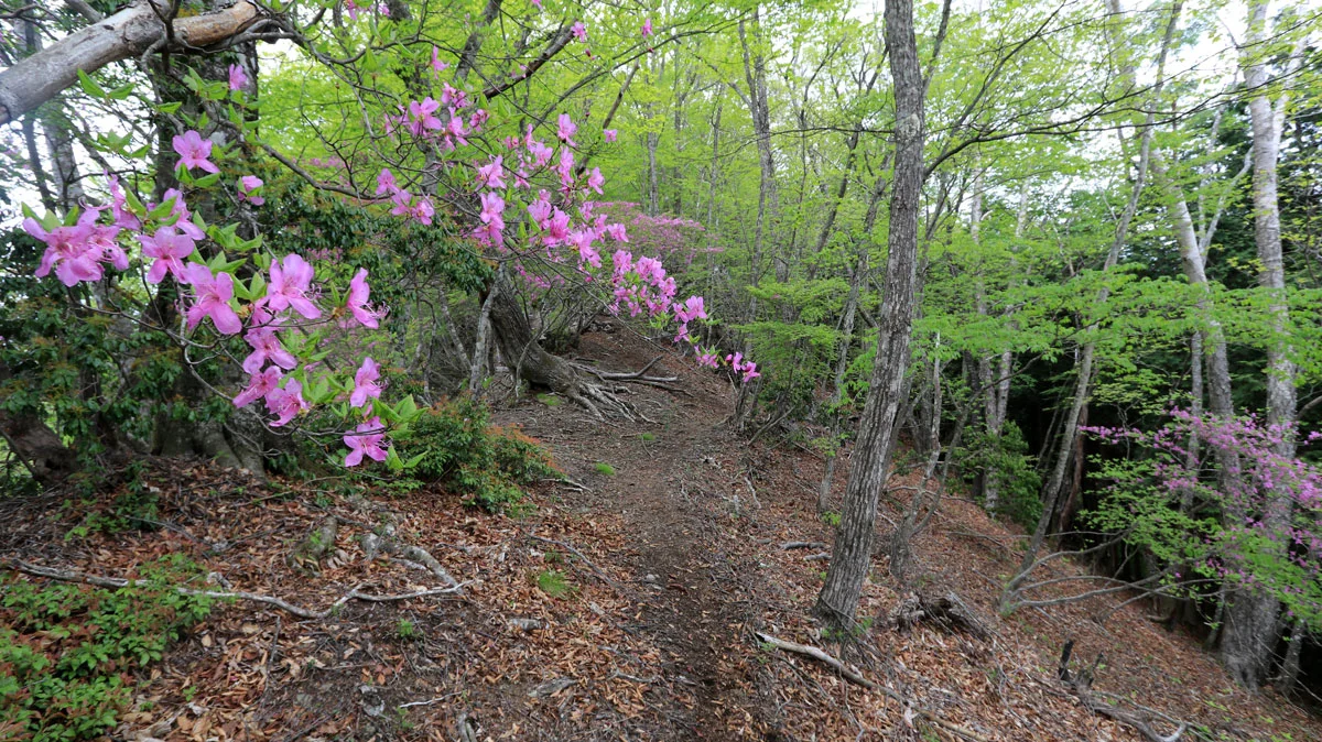 登山道のツツジ