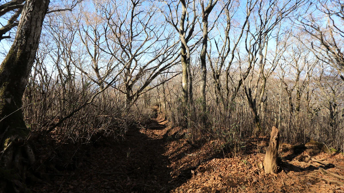 国観峠への下り道