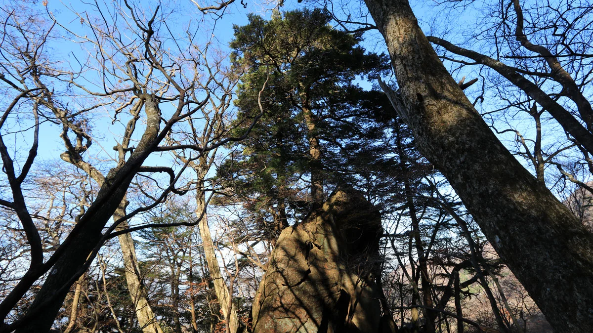 大岩の上に生える木