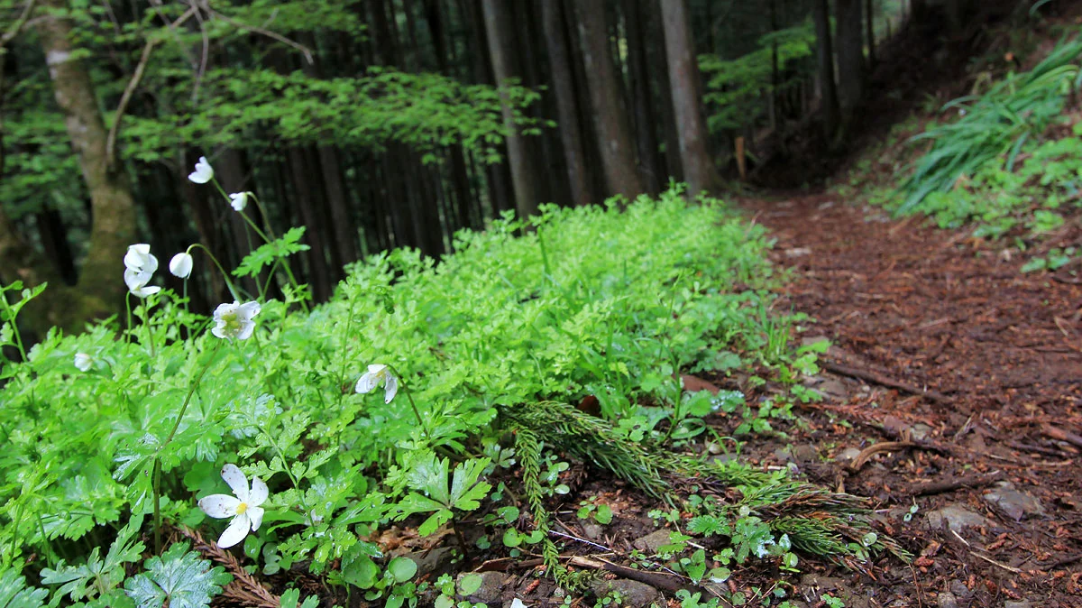 白いニリンソウの花