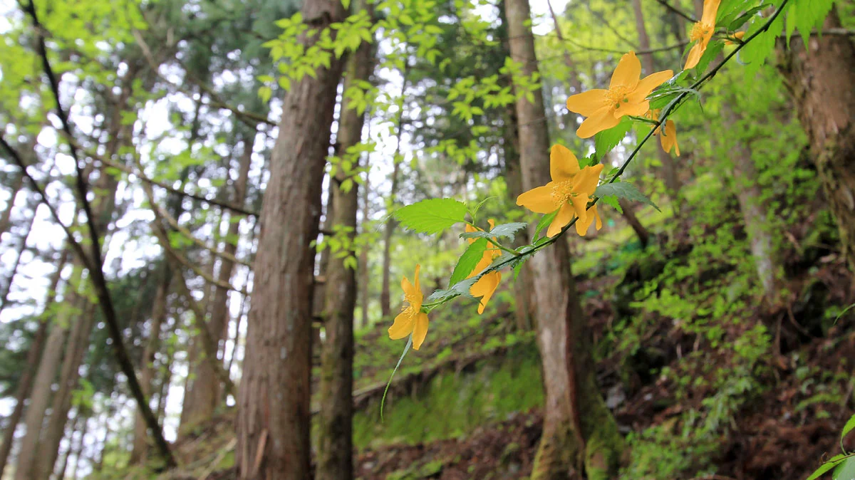 ヤマブキの花