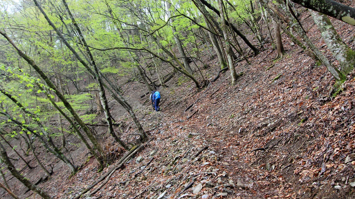 鷹ノ巣山登山道