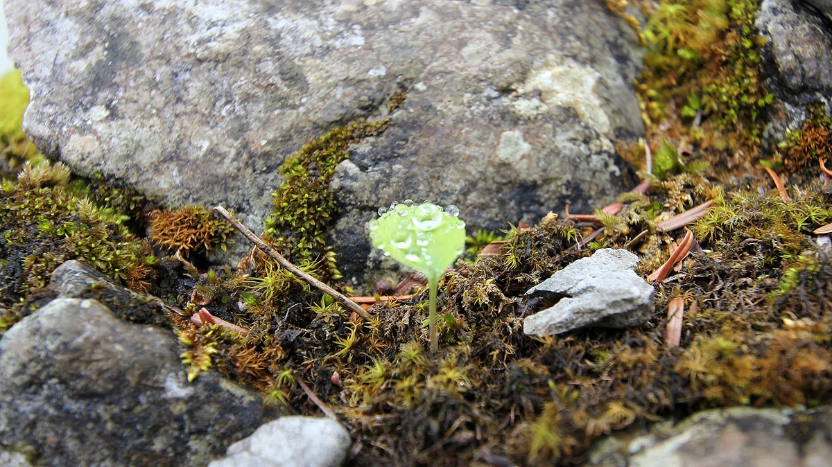 小さな葉の上の水滴