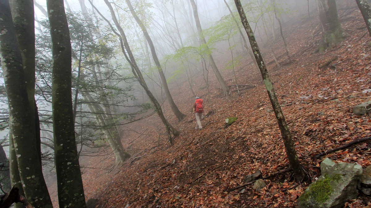 鷹ノ巣山登山道