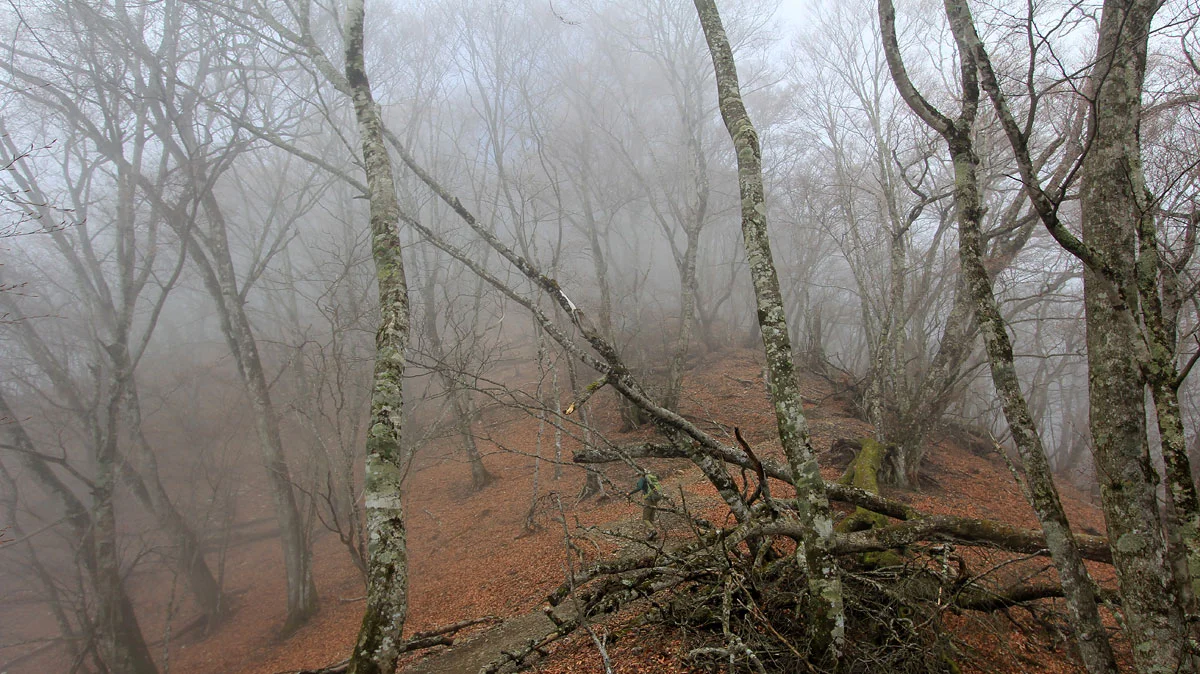鷹ノ巣山への登り道