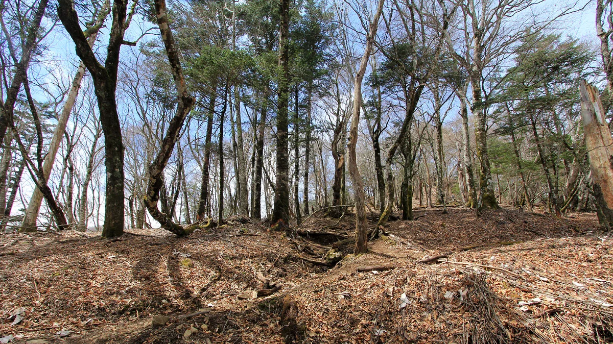 鷹ノ巣山山頂へ向けた最後の登り道