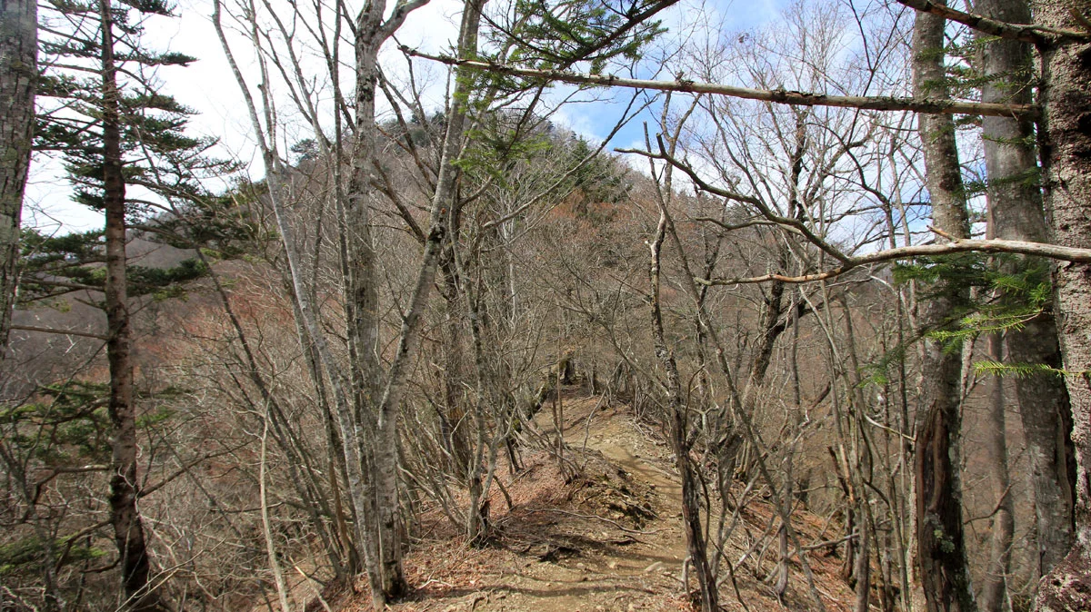 正面奥に鷹ノ巣山の山頂