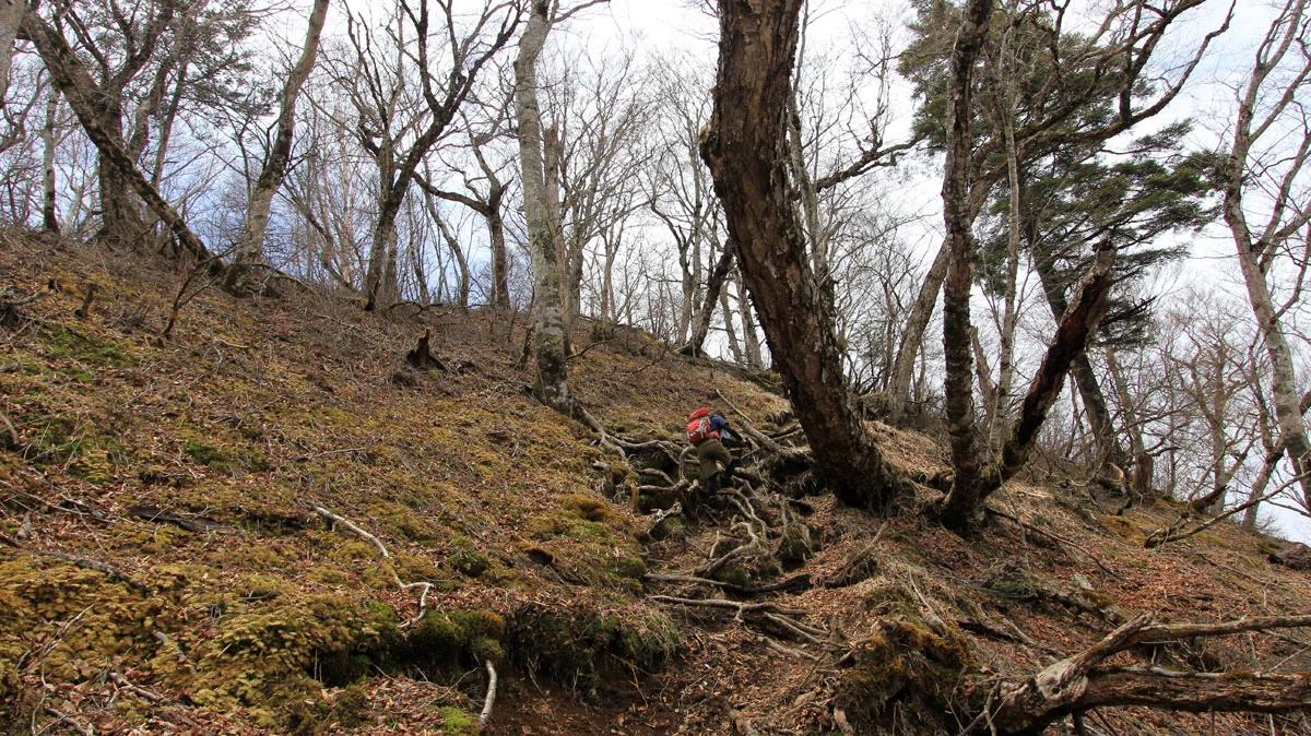 鷹ノ巣山登山道