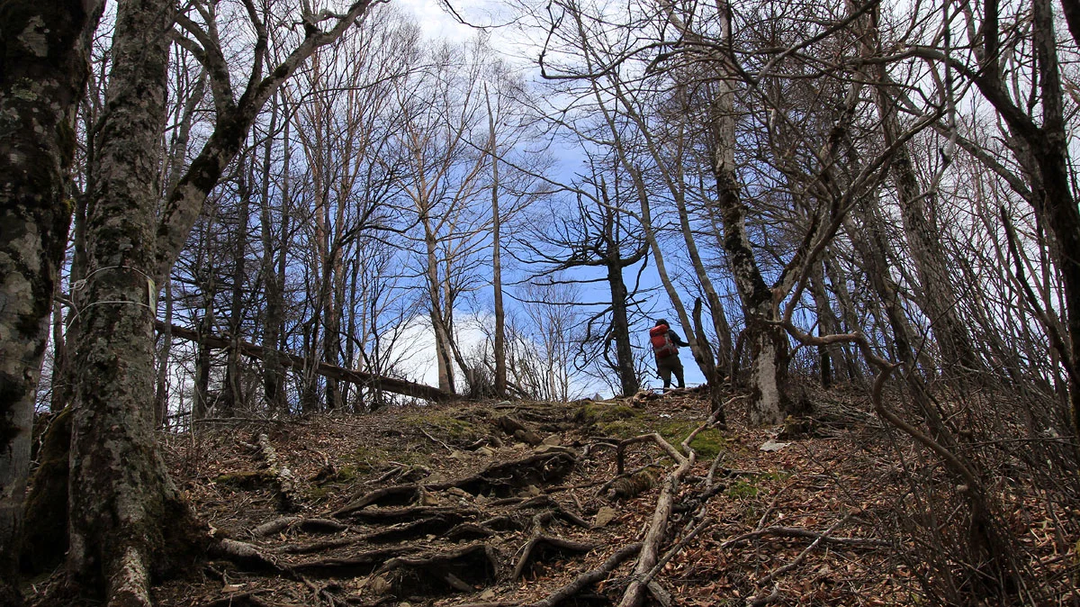 鷹ノ巣山の山頂目前