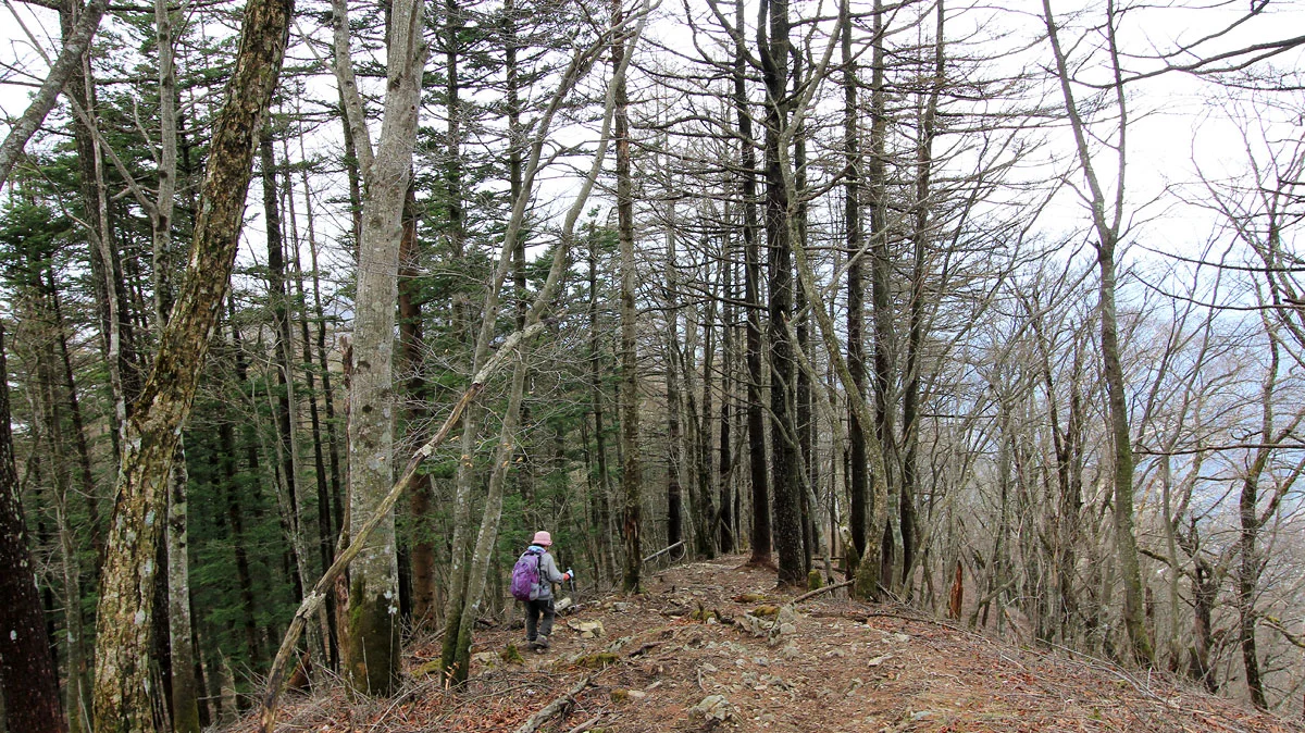 倉戸山登山道の下り道