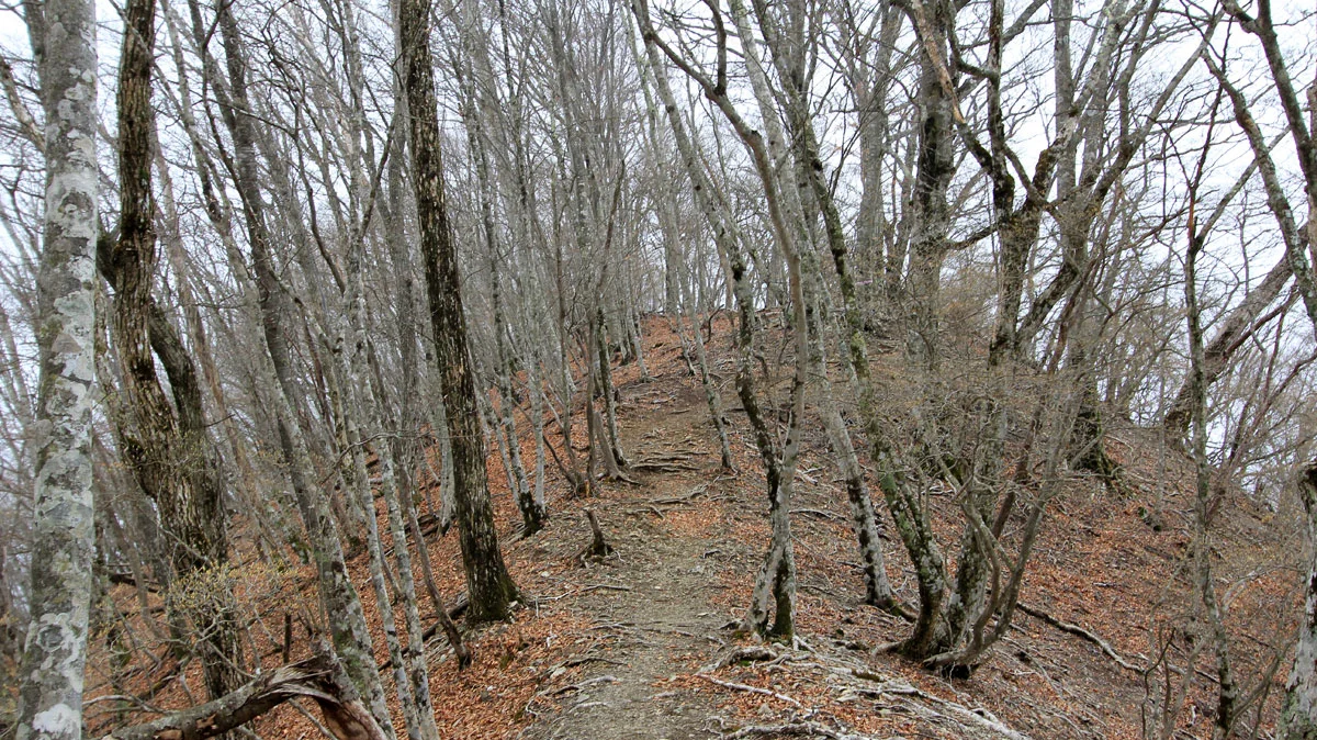 榧ノ木山の山頂