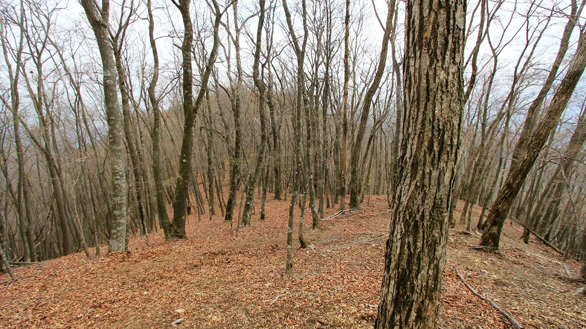 榧ノ木山からの下り道