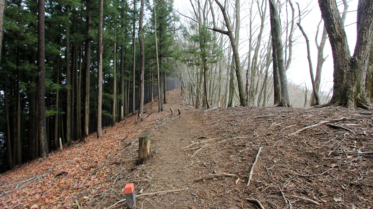 平坦で歩きやすい道