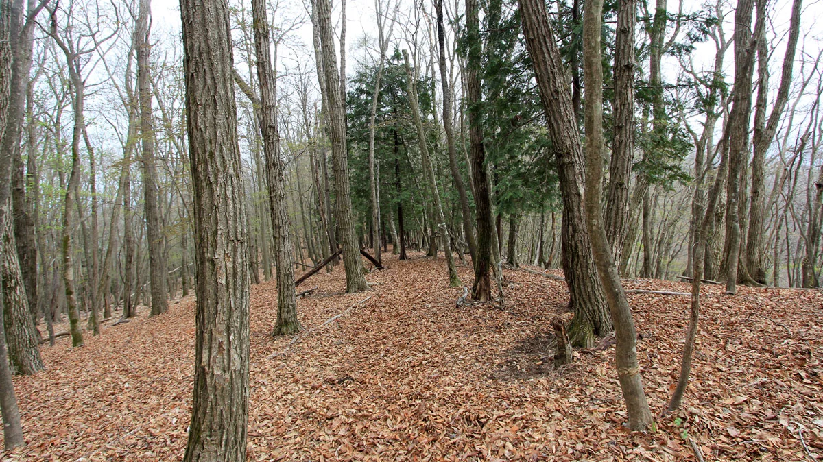 コース不明瞭な登山道