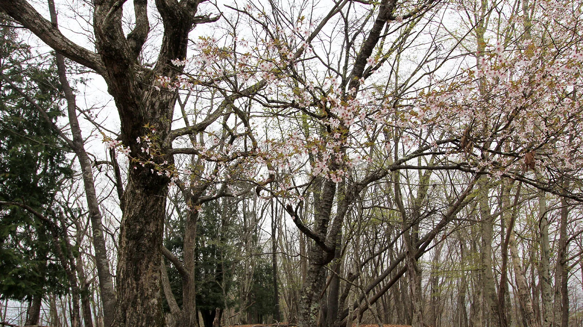 倉戸山の山桜