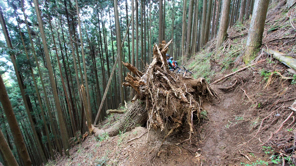 細い道を遮る倒木