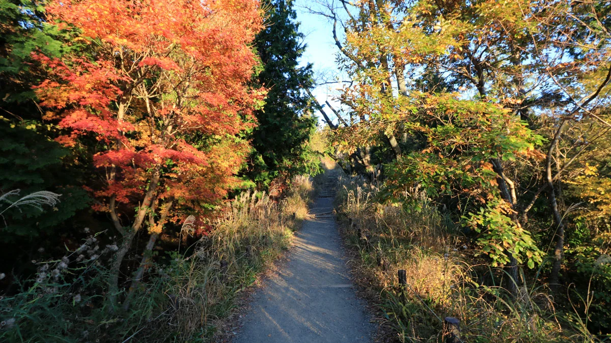 もみじ台への道