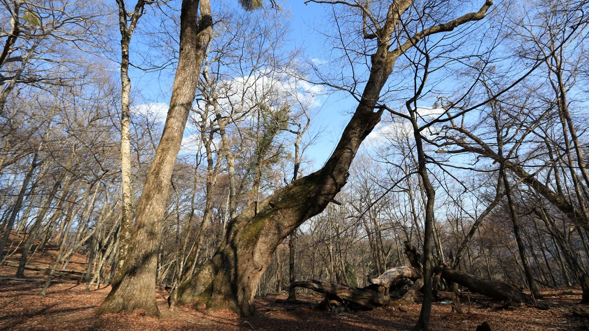 ミズナラの巨木