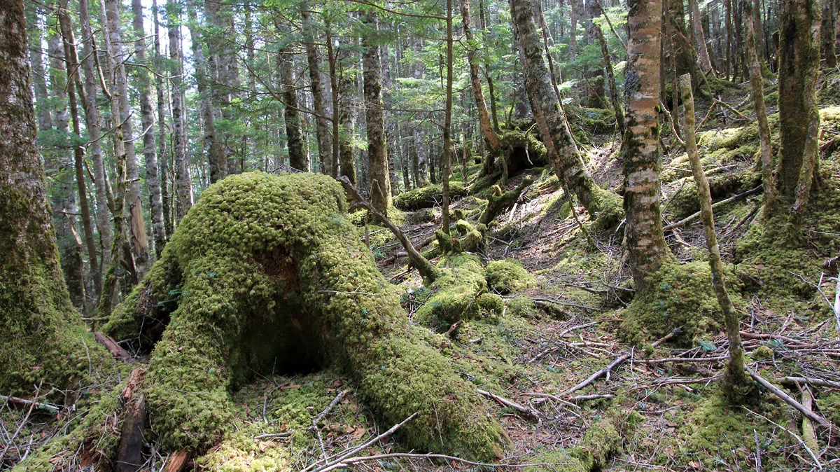 苔まみれの切り株