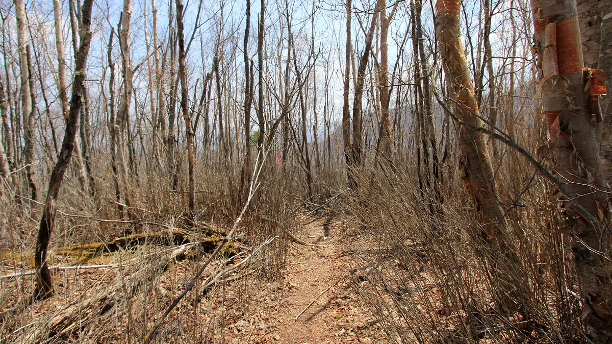 枯れたスズタケの藪