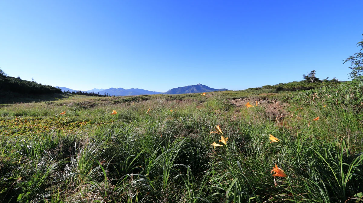 薬師平に咲くニッコウキスゲ